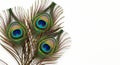 Three vibrant peacock feathers with eye spots on a white background Royalty Free Stock Photo