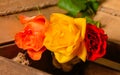 Close up view of three orange rose and red roses in a wood basket. Floral photography detail. Royalty Free Stock Photo