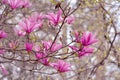 A close- up view of three pink dogwood flowers Royalty Free Stock Photo