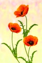 Wonderful red Poppies on blurred background Royalty Free Stock Photo