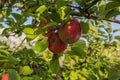 Close-up view of three ripe red apples growing on apple tree on sunny autumn day. Royalty Free Stock Photo