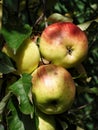 Close-up view of three ripe red-yellow apples hanging on apple tree branch in the garden at sunshine