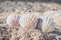Close up view of three seashells in sand on beach Royalty Free Stock Photo