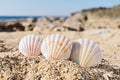 Close up view of three seashells in sand on beach Royalty Free Stock Photo