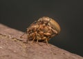 Close-up view of three small weevil insects in the process of mating Royalty Free Stock Photo