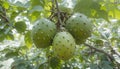 Three Spiky Light Green Fruits on Branch Amidst Lush Green Foliage Outdoors