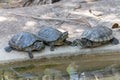 Vthree terrapin turtles Royalty Free Stock Photo