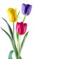 Three tulips on white Royalty Free Stock Photo