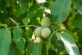 Close up view of three walnuts in a tree on green background. Royalty Free Stock Photo