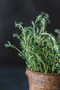 Close up view of thyme bunch. Herb thyme on table