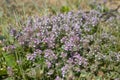 Close up view of thyme, thymus - aromatic, perennial, evergreen herb with culinary, medicinal, and ornamental uses.