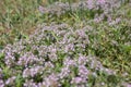 Close up view of thyme, thymus - aromatic, perennial, evergreen herb with culinary, medicinal, and ornamental uses. Natural