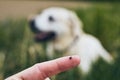 Tick on human finger against dog Royalty Free Stock Photo
