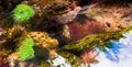Tide Pool Full of Sea Life banner Royalty Free Stock Photo