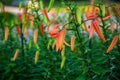 Close up view of the tiger lily garden Royalty Free Stock Photo