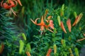 Close up view of the tiger lily garden Royalty Free Stock Photo