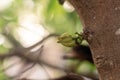 Macro Shot of Small, Young Annona Muricata (Soursop) Fruit Bud on a Branch Royalty Free Stock Photo