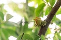 Macro Shot of Small, Young Annona Muricata (Soursop) Fruit Bud on a Branch Royalty Free Stock Photo