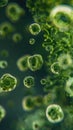 Close-up view of tiny green algae particles floating in freshwater under a microscope Royalty Free Stock Photo
