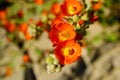 Close up view of tiny orange flowers with a yellow center in the garden