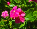 Close up view of a tiny pink flower with yellow in the middle Royalty Free Stock Photo