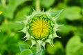 Close up view of tiny yellow petals forming inside green flower bud of sunflower opening Royalty Free Stock Photo