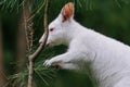 Close-up view to australian red-necked albino wallaby eating pine tree needles in park