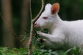 Close-up view to australian red-necked albino wallaby eating pine tree needles in park