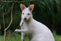 Close-up view to australian red-necked albino wallaby eating pine tree needles in park