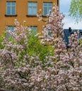 Close-up view to beautiful pink Magnolia flowers on branch of huge old blooming Magnolia tree in early spring. Royalty Free Stock Photo