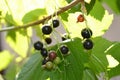 Black currant fruits growing on the bush on the home balcony and already ripe.