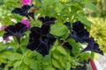 Close-up view to black flower of blooming petunia on natural fol