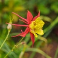 Close-up view to bright bi-color yellow and pale red flower of blooming Aquilegia common names: Granny`s Bonnet or Columbine.