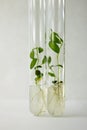 Close-up view to cloned micro plants in test tubes with nutrient medium. Micro propagation technology in vitro