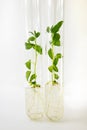 Close-up view to cloned micro plants in test tubes with nutrient medium. Micro propagation technology in vitro