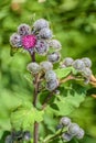 Close-up view to flowering Great Burdock