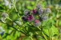 Close-up view to flowering Great Burdock