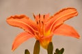 Close up view to gorgeous orange lily