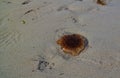 Close-up view to jellyfish on the sand of Jusnesvika bay and Rambergstranda beach at Flakstadoya island, Lofoten, Norway