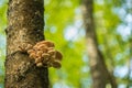 Close up view to mushroom bunch located on a birch trunk