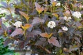 Close-up view to ninebark flowers Physocarpus opulifolius . Selective focus, shallow depth of field Royalty Free Stock Photo