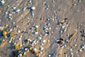 Close up view to ocean sand beach with seashells