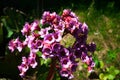 Close-up view to pink flower bergenia also called elephant-ear,