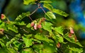 Close-up view to seed of Amur maple, Acer ginnala at sunny summer day