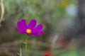 Close-up view to tube-petalled Cosmos flower Cosmos Bipinnatus with blurred background Royalty Free Stock Photo