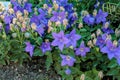 Close-up view to violet-blue flowers of a balloon flower Platycodon grandiflorus also known as Chinese bellflower or platycodon Royalty Free Stock Photo