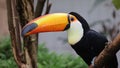 Close up view of a toco toucan