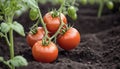 Close-up view of a tomato plant with 4 ripe tomatoes resting on the ground