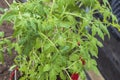 Close up view of tomato seedling planting in greenhouse. Royalty Free Stock Photo