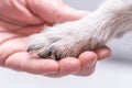 Close up view top of dog paws and human hand Royalty Free Stock Photo